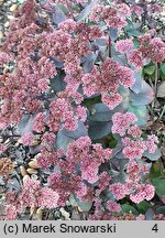Sedum hort. Xenox