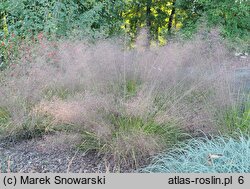 Eragrostis trichodes Bend