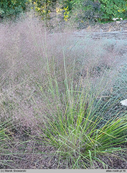 Eragrostis trichodes Bend