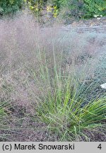 Eragrostis trichodes Bend