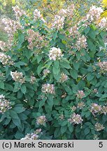 Hydrangea paniculata Confetti