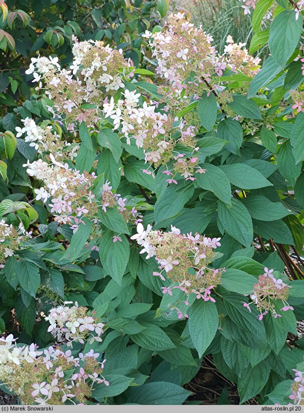 Hydrangea paniculata Confetti