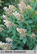 Hydrangea paniculata Confetti