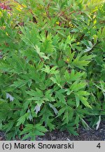 Paeonia ludlowii (piwonia Ludlowa)