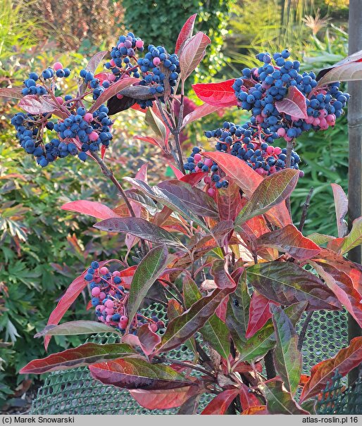 Viburnum nudum (kalina naga)