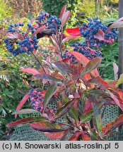 Viburnum nudum (kalina naga)