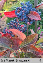 Viburnum nudum (kalina naga)