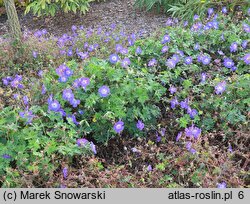 Geranium hort. Rozanne