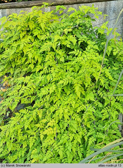 Rubus cockburnianus Wyego