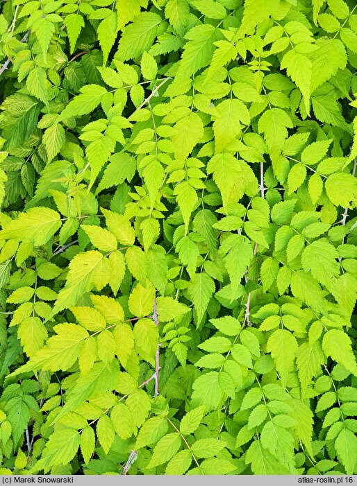 Rubus cockburnianus Wyego