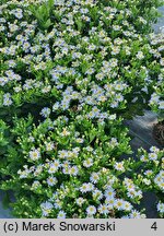 Aster ageratoides Starshine