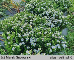 Aster ageratoides Starshine