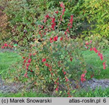 Berberis Profesor Sękowski