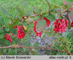 Berberis Profesor Sękowski