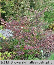 Viburnum ×hillieri