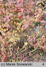 Viburnum opulus Tajożnyje Rubiny