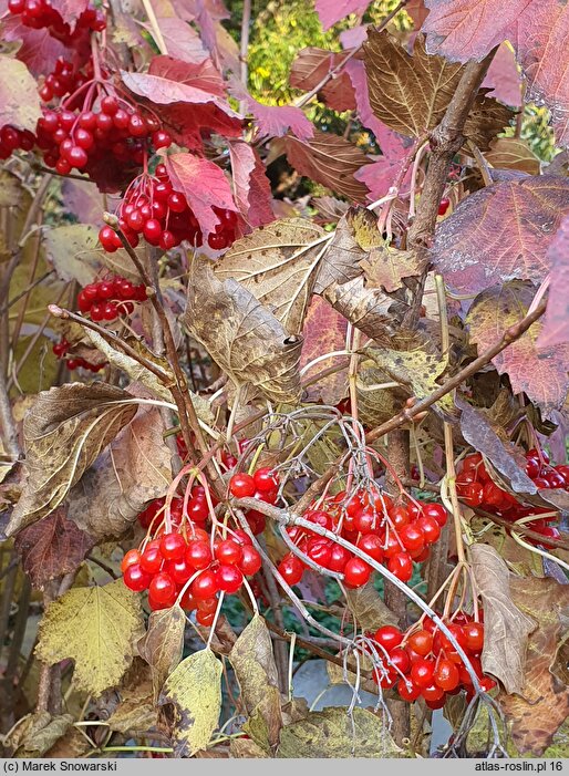 Viburnum opulus Tajożnyje Rubiny