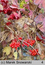 Viburnum opulus Tajożnyje Rubiny
