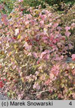 Viburnum opulus Tajożnyje Rubiny