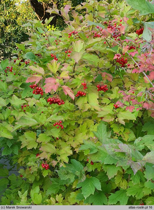 Viburnum opulus Słodka