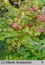 Viburnum opulus Słodka