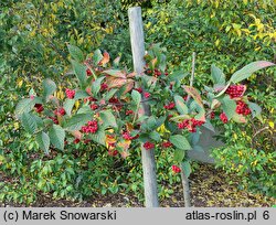 Cotoneaster lamprofolius (irga połyskliwa)