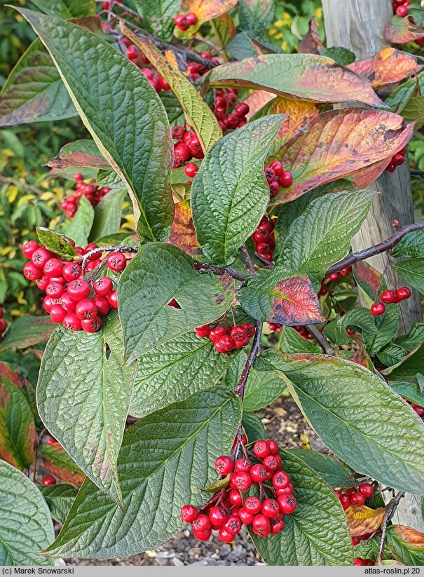 Cotoneaster lamprofolius (irga połyskliwa)