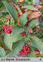 Cotoneaster lamprofolius (irga połyskliwa)