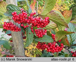 Cotoneaster lamprofolius (irga połyskliwa)