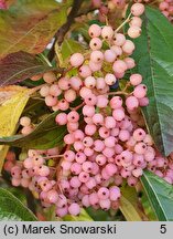 Viburnum nudum (kalina naga)