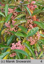 Viburnum nudum (kalina naga)