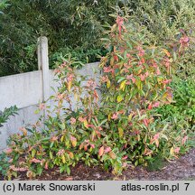 Viburnum nudum (kalina naga)