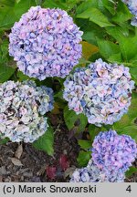 Hydrangea macrophylla La Marne