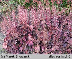 Heuchera Magma