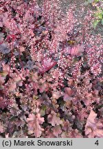 Heuchera Magma