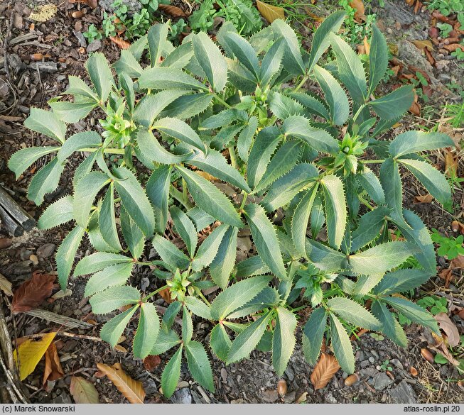 Helleborus lividus ssp. corsicus Green Dwarf