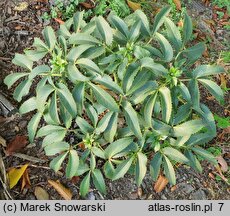 Helleborus lividus ssp. corsicus Green Dwarf