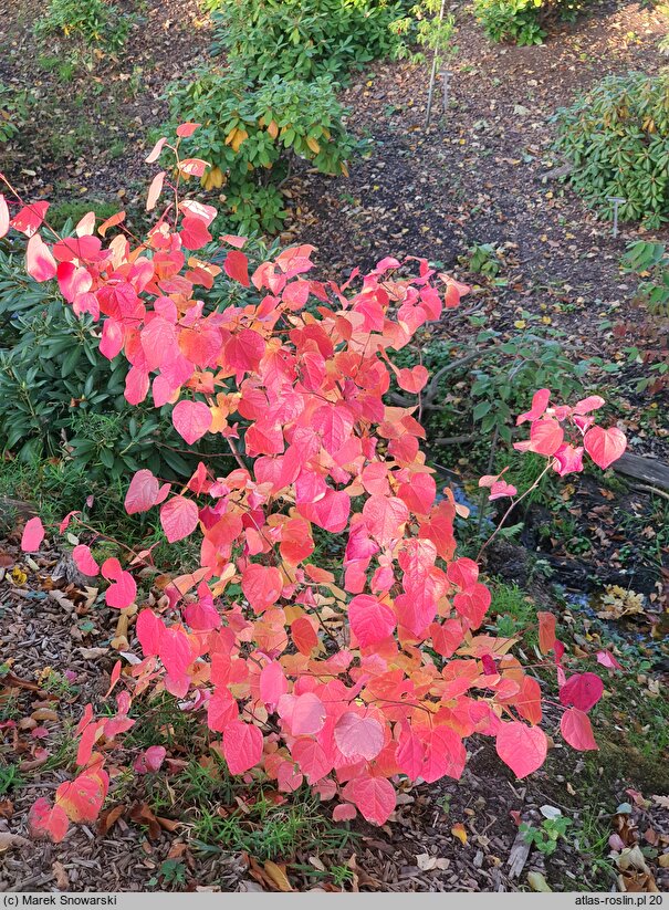 Disanthus cercidifolius (dwukwiat judaszolistny)