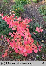 Disanthus cercidifolius (dwukwiat judaszolistny)