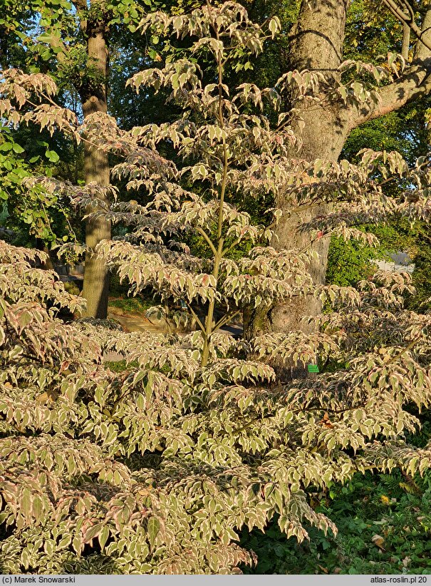 Cornus kousa var. kousa Baśka