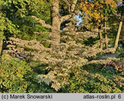 Cornus kousa var. kousa Baśka