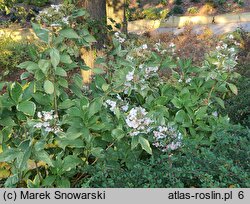 Hydrangea macrophylla Lemon Wave