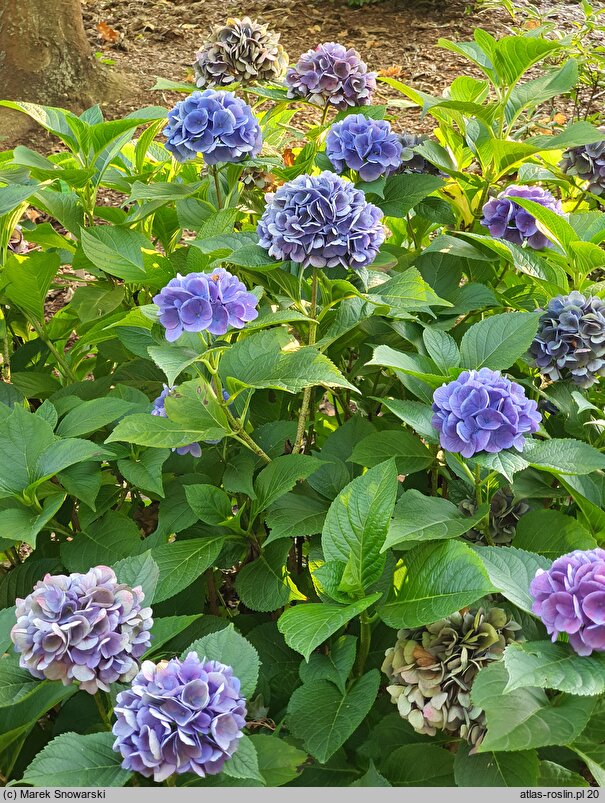 Hydrangea macrophylla Rathen