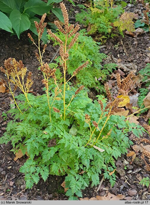 Aruncus aethusifolius Noble Spirit