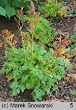 Aruncus aethusifolius Noble Spirit