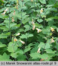 Kirengeshoma palmata (kirengeszoma dłoniasta)