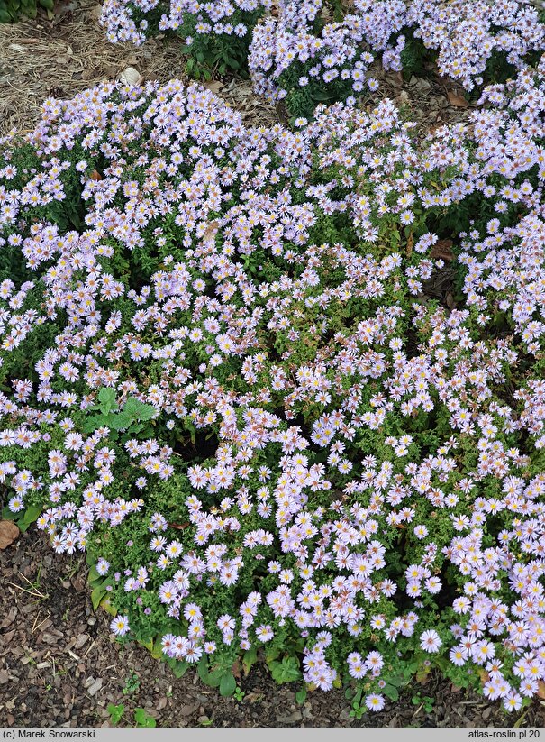 Symphyotrichum dumosum Palecek