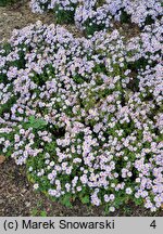 Symphyotrichum dumosum Palecek