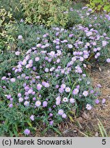 Symphyotrichum dumosum Lilac Time