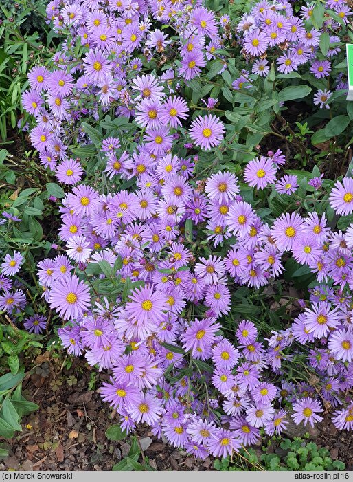 Aster-ozdobne JS Barts Blue Beauty